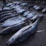 Freshly caught yellow tuna on fish market